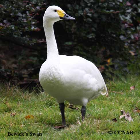 Bewick's Swan