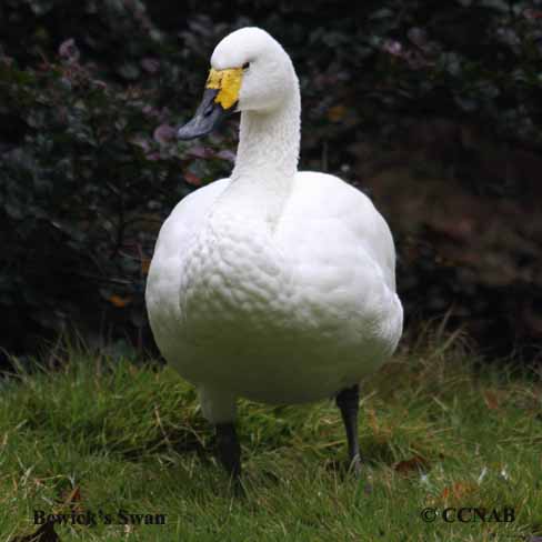 Bewick's Swan