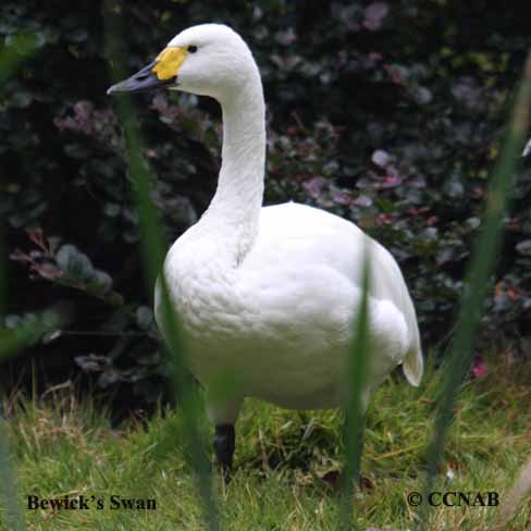 Birds of North America