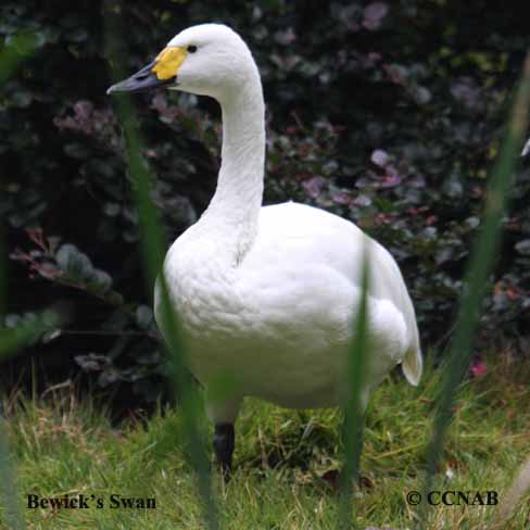 Bewick's Swan