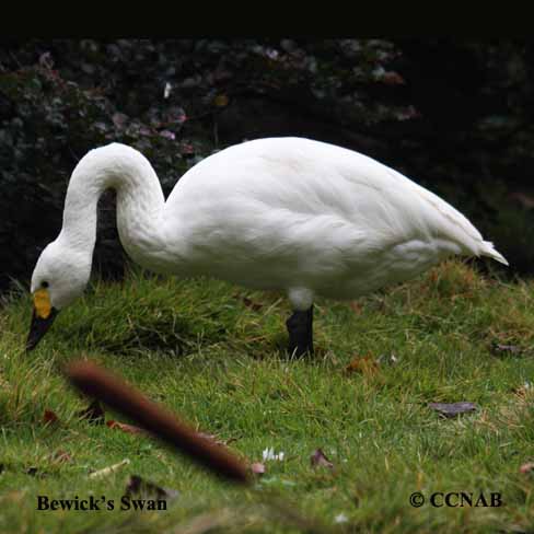 Bewick's Swan