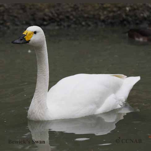 Birds of North America