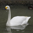 Bewick's Swan range map