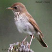 Bicknell's Thrush range map