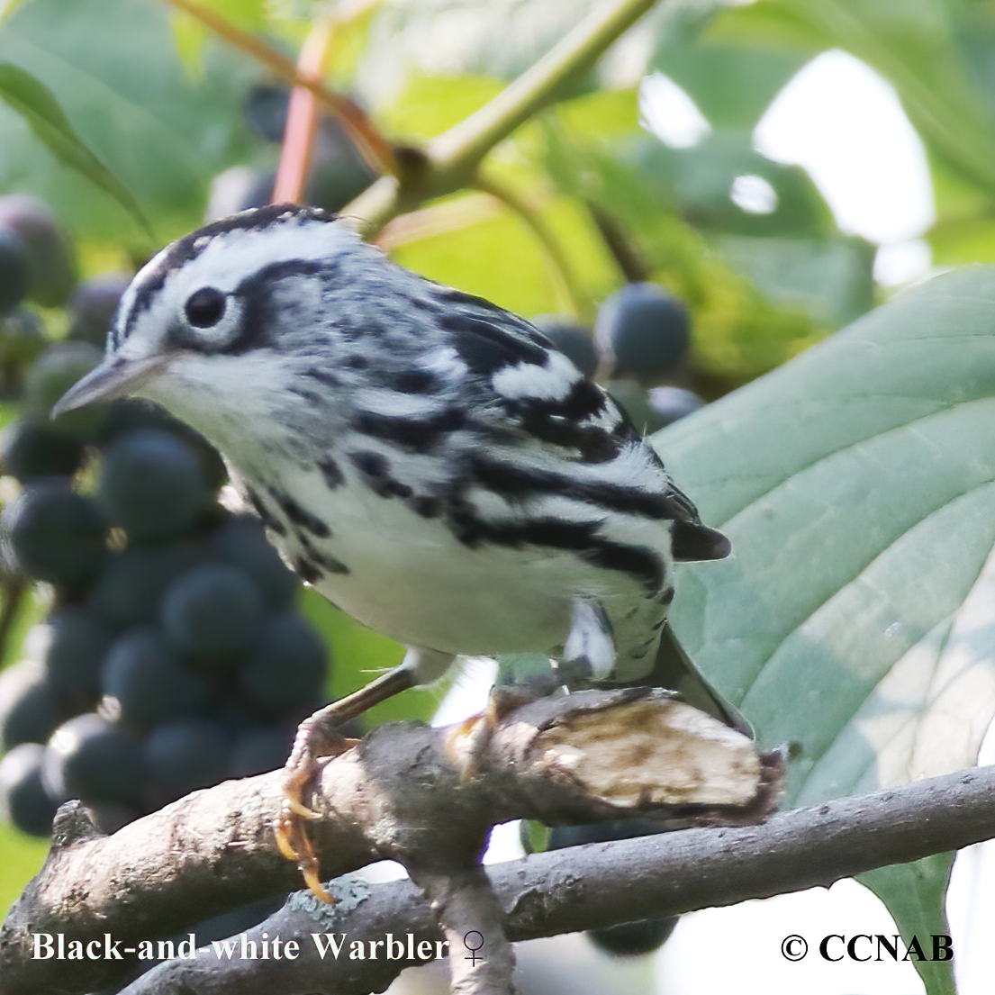 Black-and-white Warbler