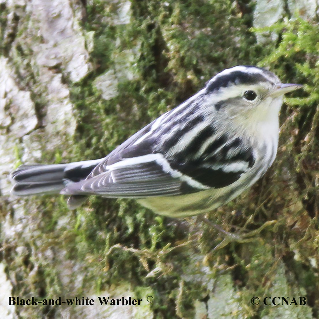 Black-and-white Warbler