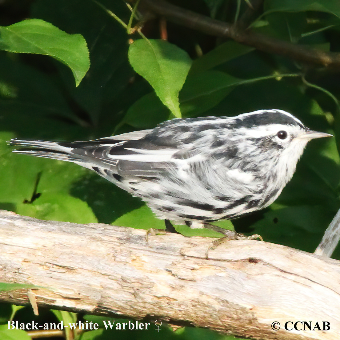 Black and White Warbler