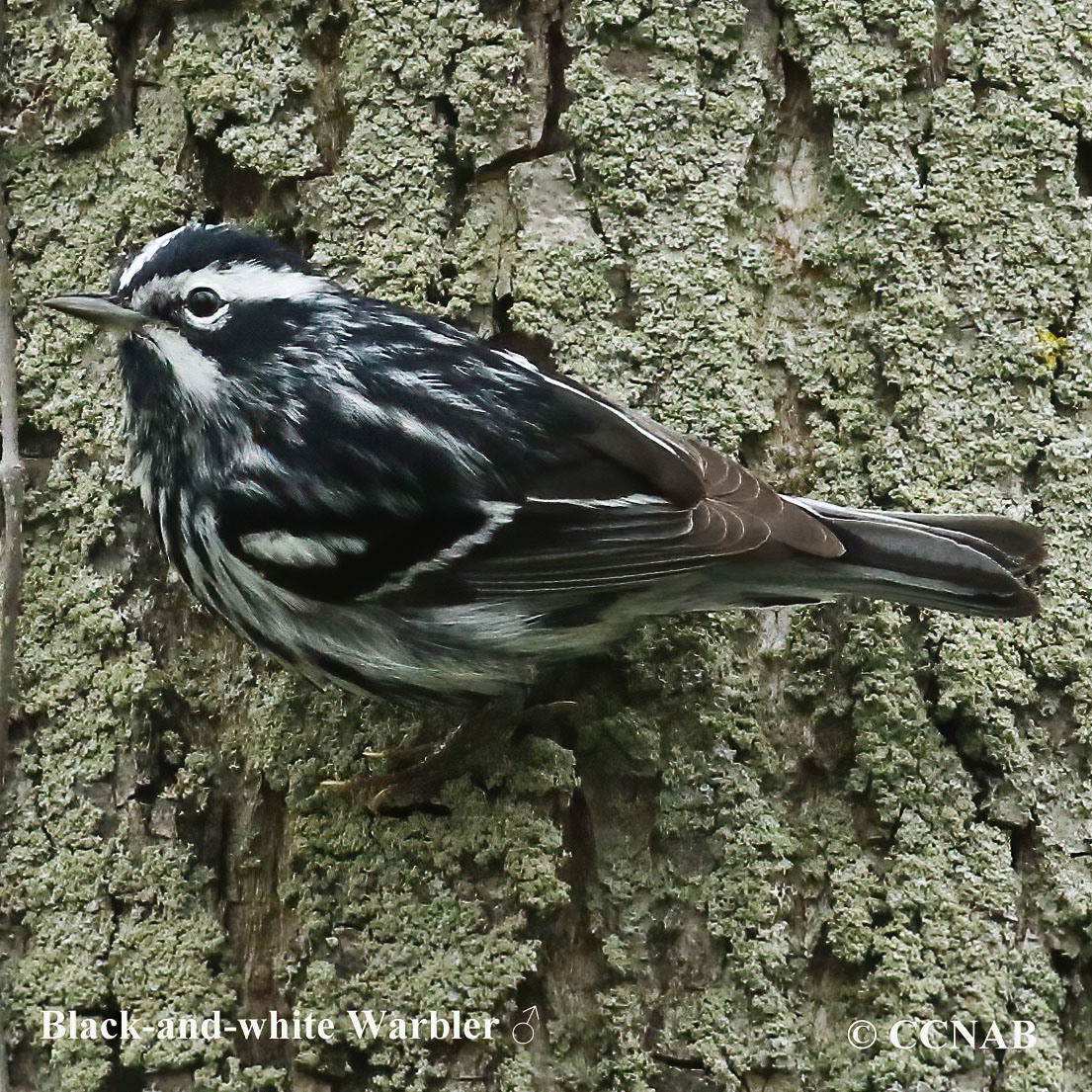 Black-and-white Warbler