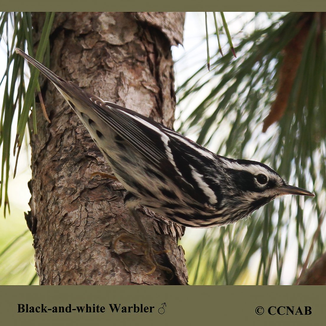 Black-and-white Warbler