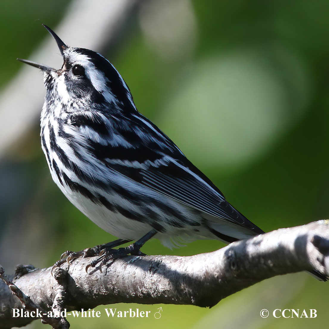 Birds of North America