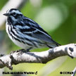 Black-and-white Warbler range map