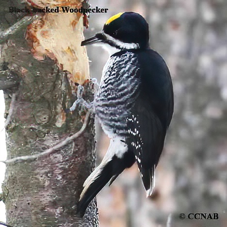 Black-backed Woodpecker
