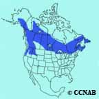 Black-backed Woodpecker range map