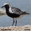 Black-bellied Plover range map