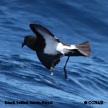 Black-bellied Storm-Petrel