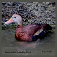 Black-bellied Whistling-Duck