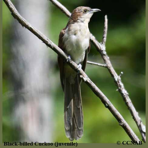 Black-billed Cuckoo