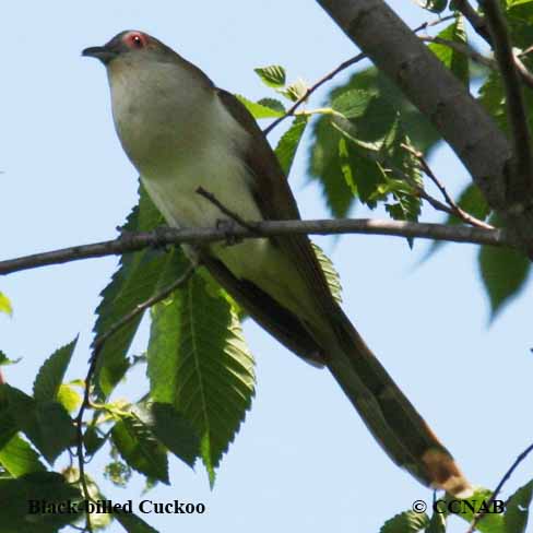 North American Cuckoos