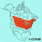 Black-billed Cuckoo range map