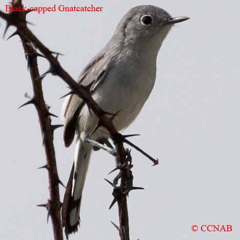 Black-capped Gnatcatcher