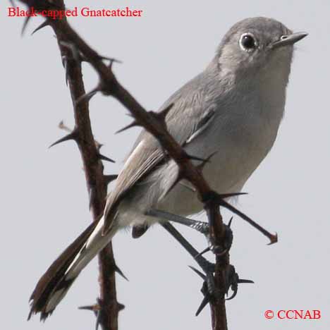 Black-capped Gnatcatcher