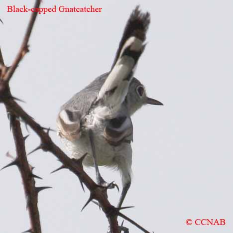 Black-capped Gnatcatcher