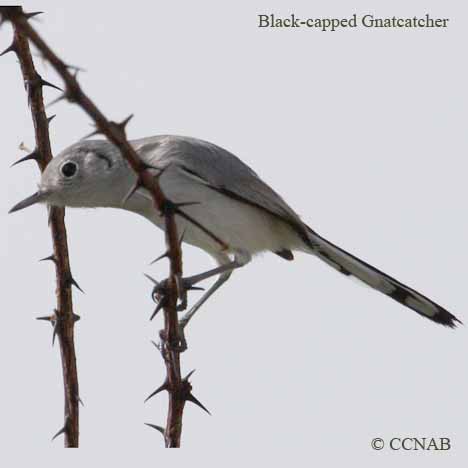 Black-capped Gnatcatcher
