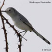 Black-capped Gnatcatcher range map