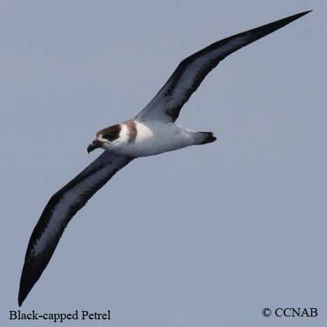 Birds of North America