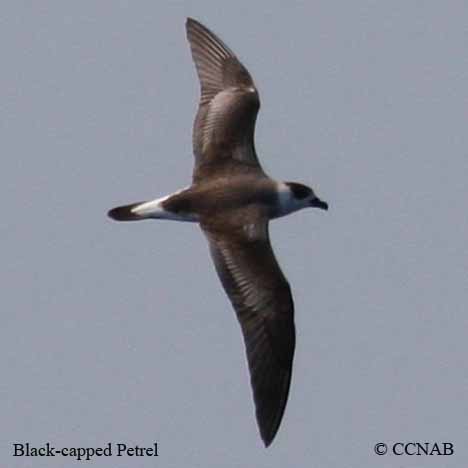 Birds of North America