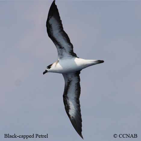 Birds of North America