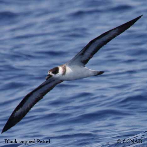 Birds of North America