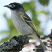 Black-capped Vireo range map