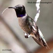 Black-chinned Hummingbird range map