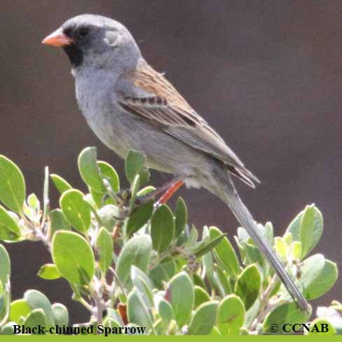Black-chinned Sparrow