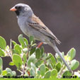 Black-chinned Sparrow range map