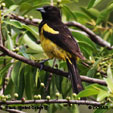 Black-cowled Oriole