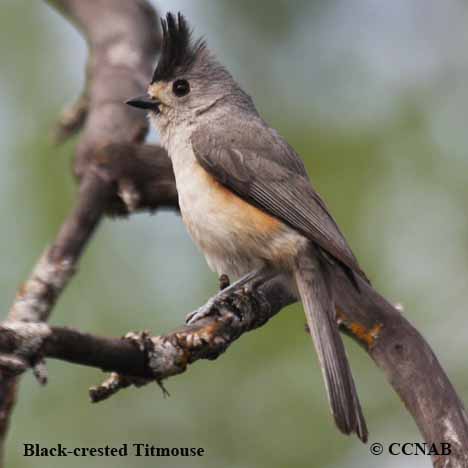 Black-crested Titmouse