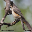 Black-crested Titmouse range map