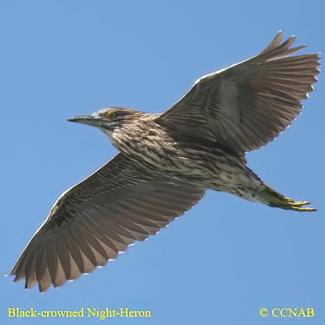 Black-crowned Night-Heron