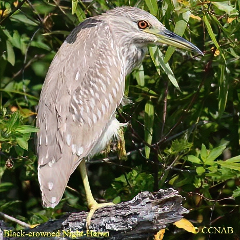 Black-crowned Night-Heron