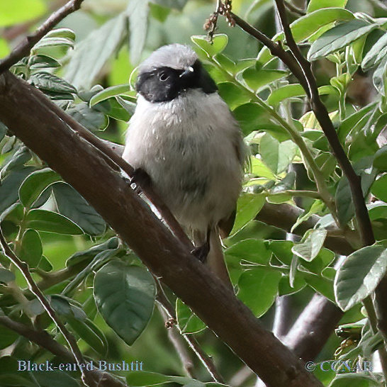 North American Birds