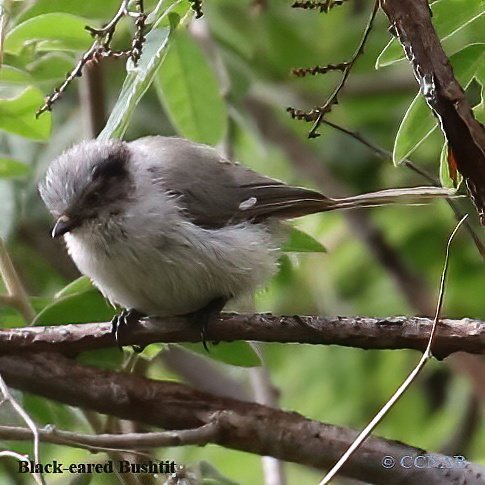 Birds of North America