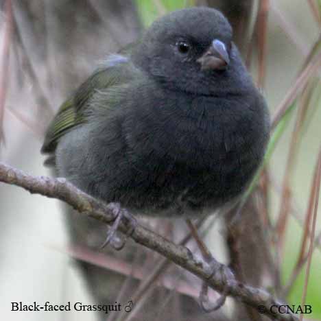 Black-faced Grassquit