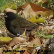 Black-faced Grassquit