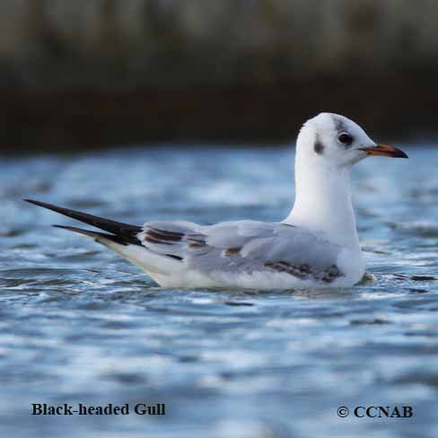 Birds of North America