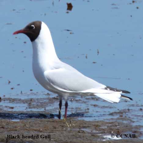 Birds of North America