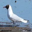 Black-headed Gull range map