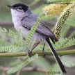 Black-tailed Gnatcatcher range map