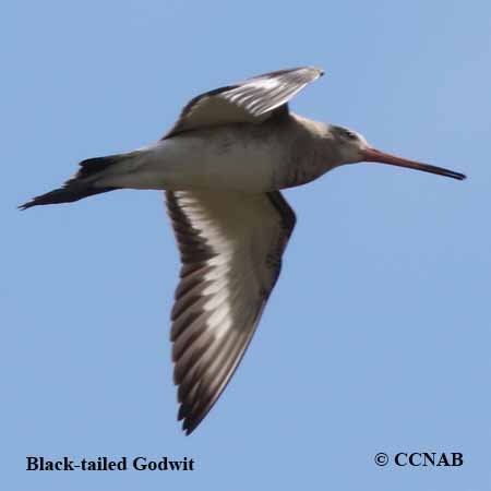 Black-tailed Godwit